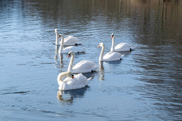 Swans floating in the pond. Pond in the city. Jelenia Gora, Poland