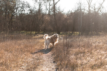 Golden Retriever standing in the field on a frosty morning