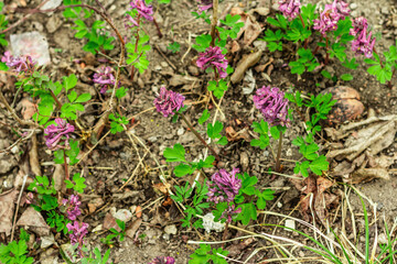 Corydalis solida on a garden. Traditional spring plant in forest of northern Europe and Asia