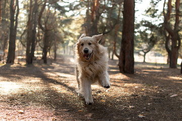Running Golden Retriever in a winter pine forest