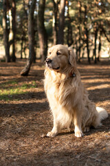 Golden Retriever in a pine forest