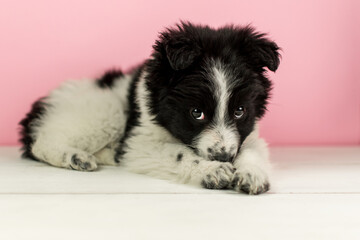 Black and white puppy on a pink background