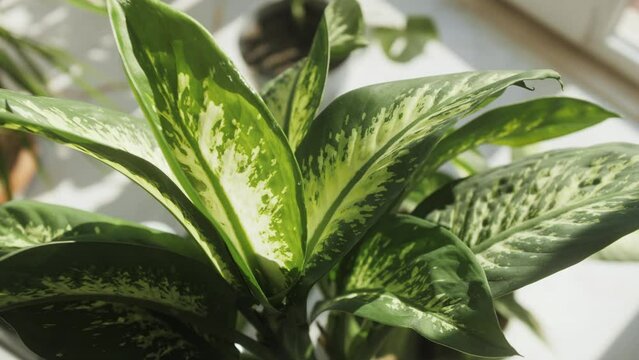 Aglaonema Diffenbachy Planet in Pot, close up of home flowers decoration shop, garden store