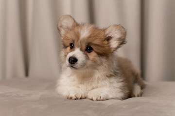 Cute Fluffy Corgi Pembroke puppy lying on a beige couch