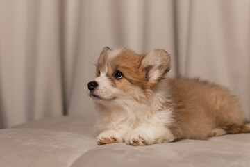 Cute Fluffy Corgi Pembroke puppy lying on a beige couch