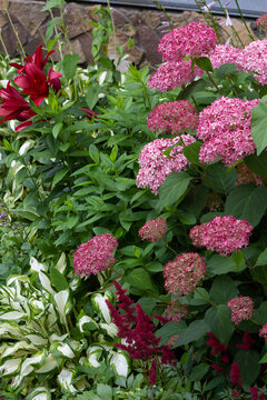 hydrangea pink anabel in garden design .Nearby crimson astilbes,variegated hosta,lilies OT hybrids. High quality photo