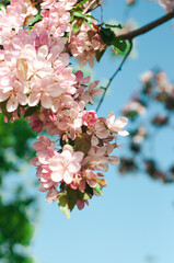 apple tree branch begins to bloom in spring buds bloom plants nature comes to life screensaver wallpaper pattern for calendar notebook cover poster