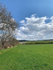 Obraz premium field and blue sky
