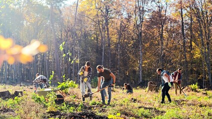 Ecological volunteers working on sunny fall day in forest and planting seedlings of trees....