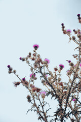 background big thistle plant with pink flowers and thorns in the field over sky