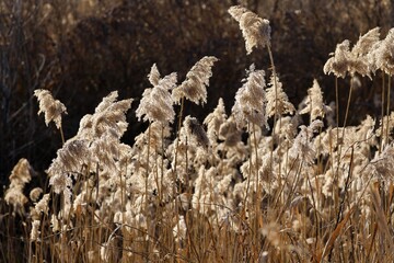 Backlit photo of reed infructescence in winter
