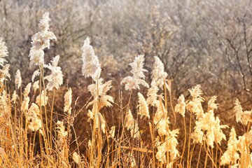 Backlit photo of reed infructescence in winter