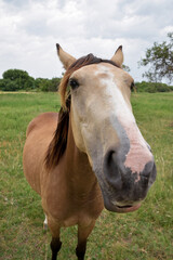 Obraz premium horse head close-up with brown fur. curious horse with the nose and ollal facing the camera