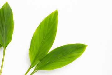 Fingerroot leaves on white background..