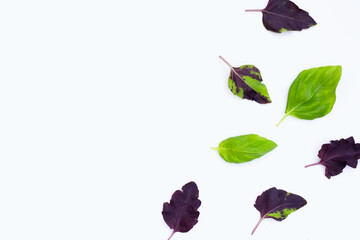 Basil leaves on white background.