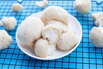 Fresh lion's mane mushroom on blue background.