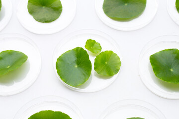 Fresh green centella asiatica leaves in petri dishes on white background.