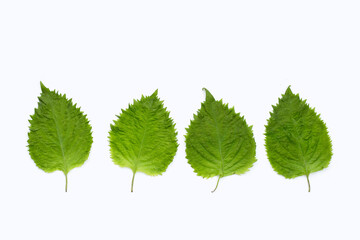 Green bodhi leaf on a white background.