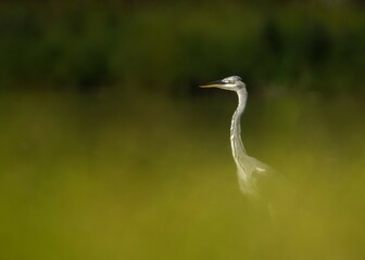 great blue heron great bokeh