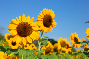 Sunflower field with blue sky. Beautiful summer landscape.