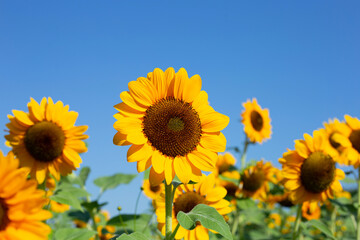 Sunflower field with blue sky. Beautiful summer landscape.