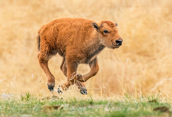A Bison Calf galloping through a prairie field photographed with all four hooves off the ground.