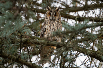 owl