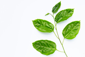 Passion fruit leaves on white background.