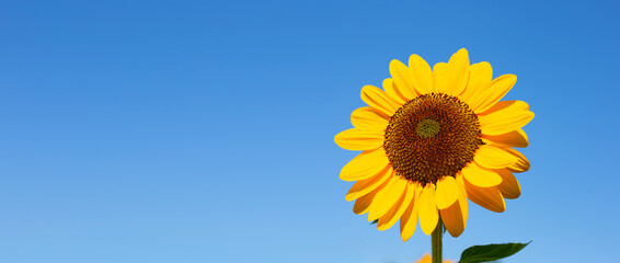 Obraz premium Sunflower field with blue sky. Beautiful summer landscape.