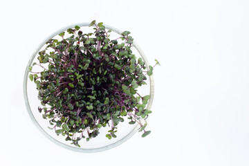 Red cabbage sprouts on white background.