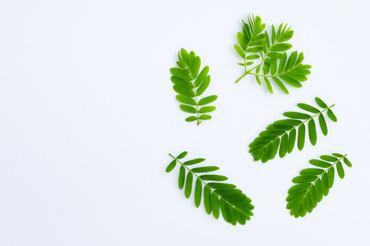 Tamarind leaves on white background.