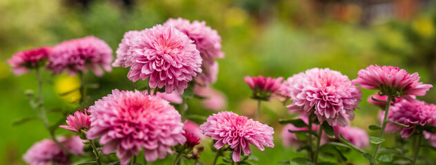 Pink autumn chrysanthemum flowers