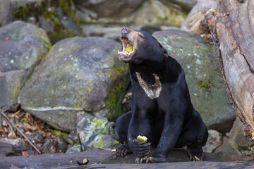 Malayan bear - Helarctos malayanus - the smallest bear species. He is black, eating fruit on a rock.
