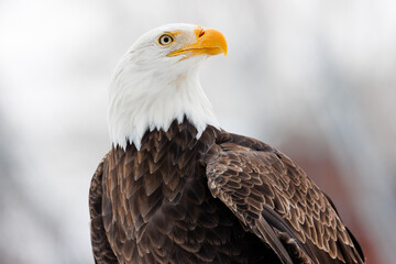 Obraz premium Profile portrait view of an American Bald Eagle with a white winter background