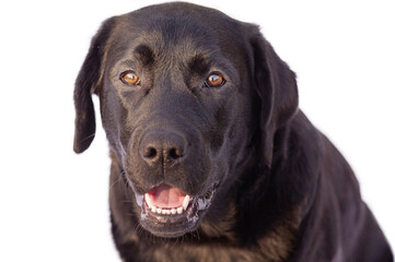 Labrador retriever isolate. The dog is black on a white background. Animal, pet.