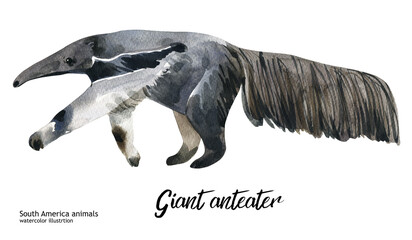 giant anteater. Watercolor cute animal. Hand painting postcard withgiant anteater isolated white background. Australian animals. 