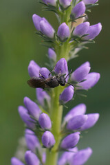 Closeup on a tiny small Yellow faced solitary bee, Hylaeus , on a blue flower in the garden