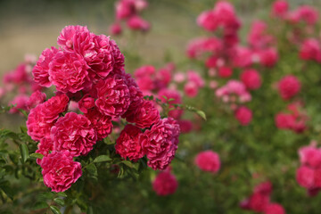 Soft focus. Garden roses. Lush bush of pink red rose. Blurred floral background with red flowers roses. Many flowers. Postcard. Natural Floral summer background. Flower bush. 