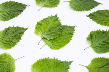 Green Shiso or oba leaves on white background.
