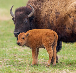 Close up portrait of a Bison Calf and its Mother standing close together.