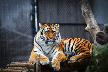 tiger in the zoo