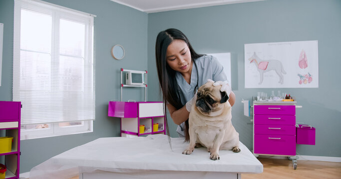 Female veterinarian checking dogs ears. Vet doctor examines the animal. Happy woman working in hospital in medical suit. Concept of pets care, veterinary, healthy animals