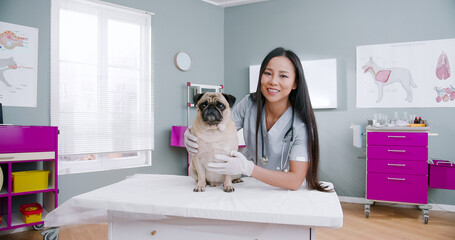Chinese female veterinarian embracing calm pug dog after examination at veterinary clinic looking at the camera. Portrait of woman vet standing in medical suit and stethoscope. Pets care, veterinary - obrazy, fototapety, plakaty