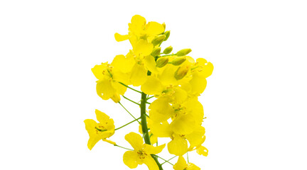 Canola isolated. Rapeseed plant, colza rapeseed for green energy