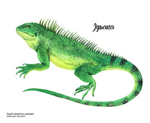 Iguana. Watercolor cute animal iguana. Hand painting postcard isolated white background. Australian animals. 