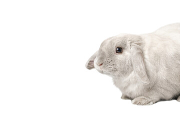 Gray rabbit on a white background, isolate. Dwarf lop-eared rabbit.
