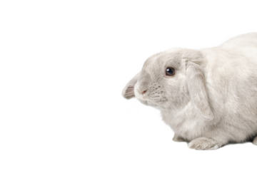 Gray rabbit on a white background, isolate. Dwarf lop-eared rabbit.