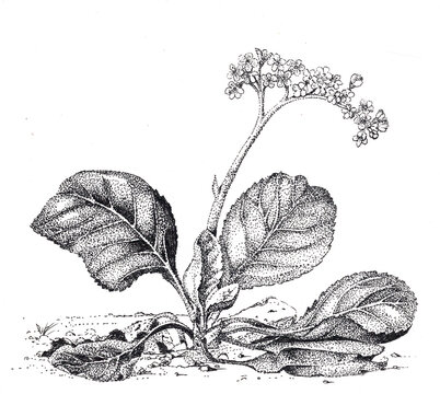 Bergenia plant