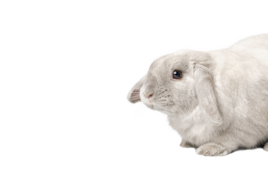 Gray rabbit on a white background, isolate. Dwarf lop-eared rabbit.
