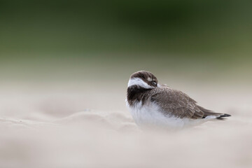 Ringed plover (Charadrius hiaticula) rests on the beach